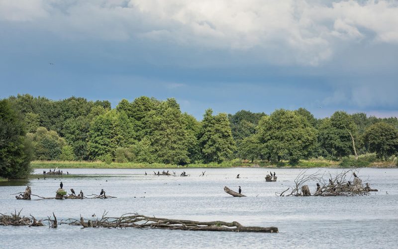 Cité des Oiseaux